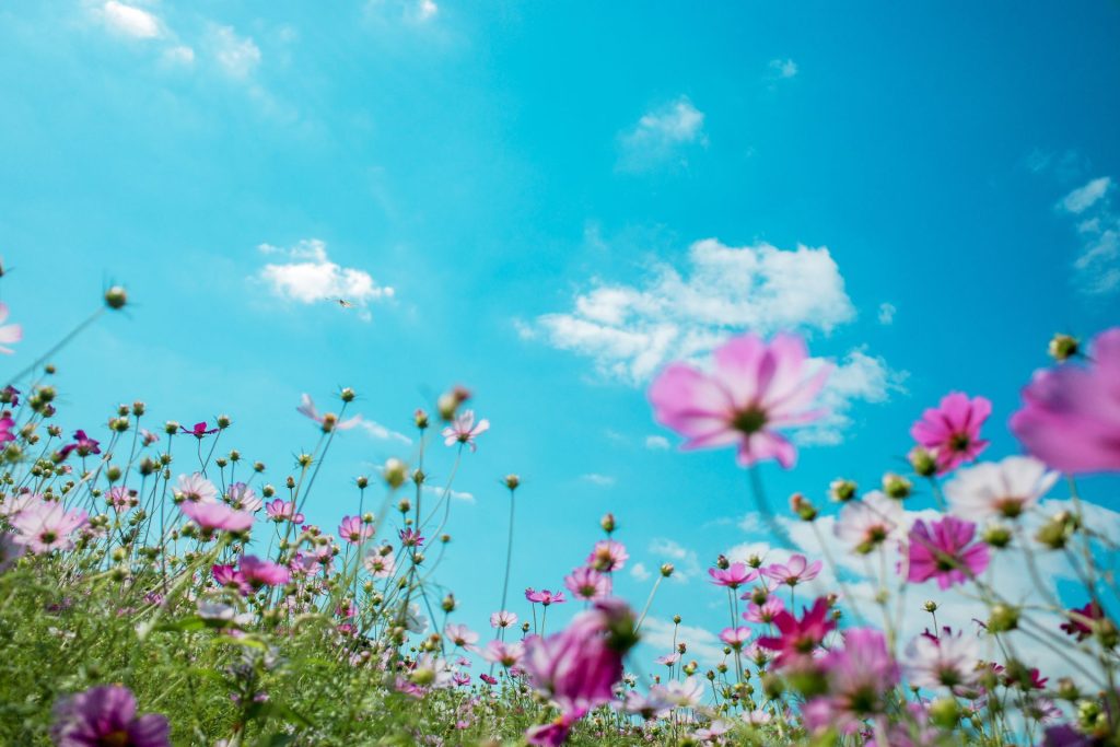 worms eye view of a field of purple flowers