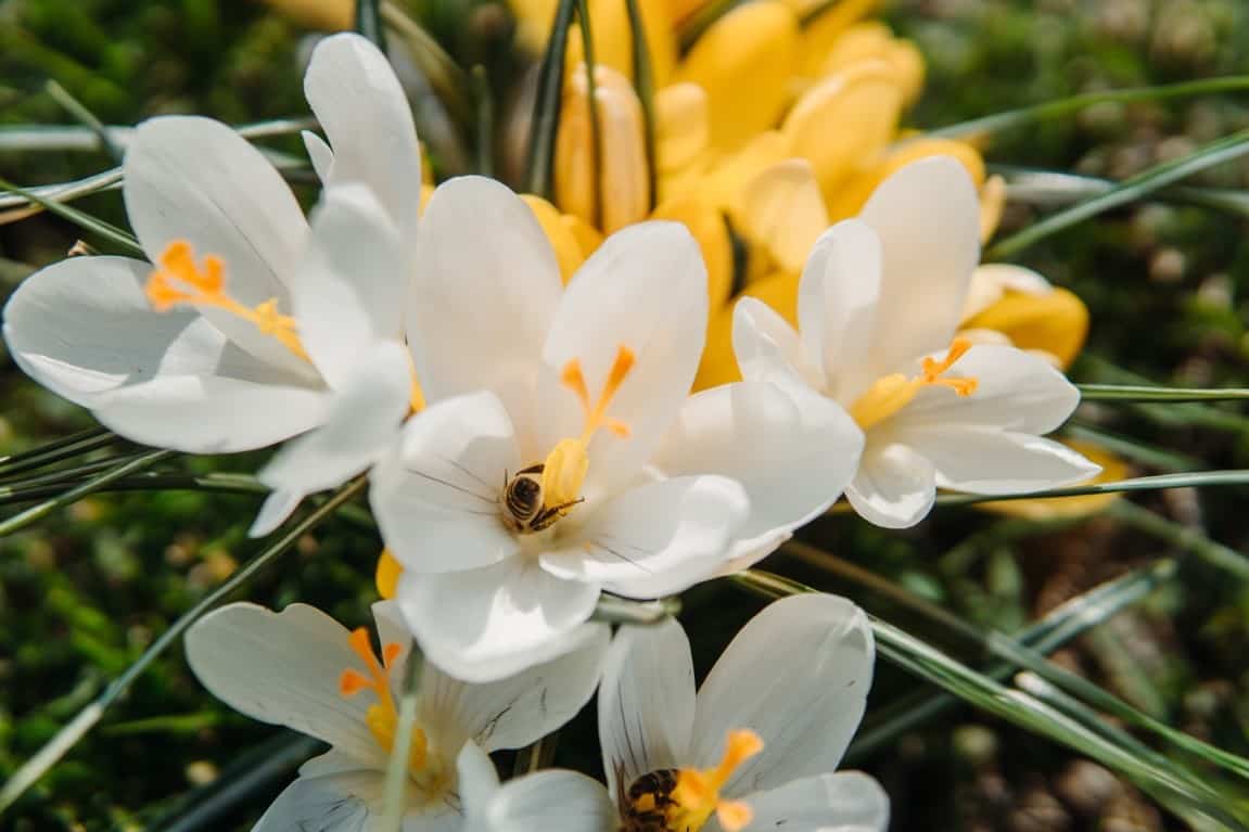 flower close up