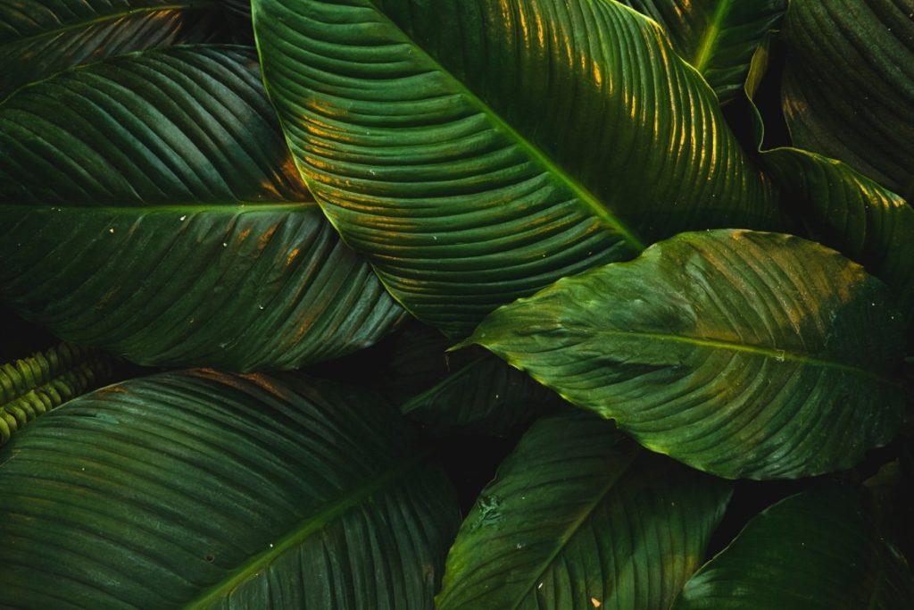 calathea leaves