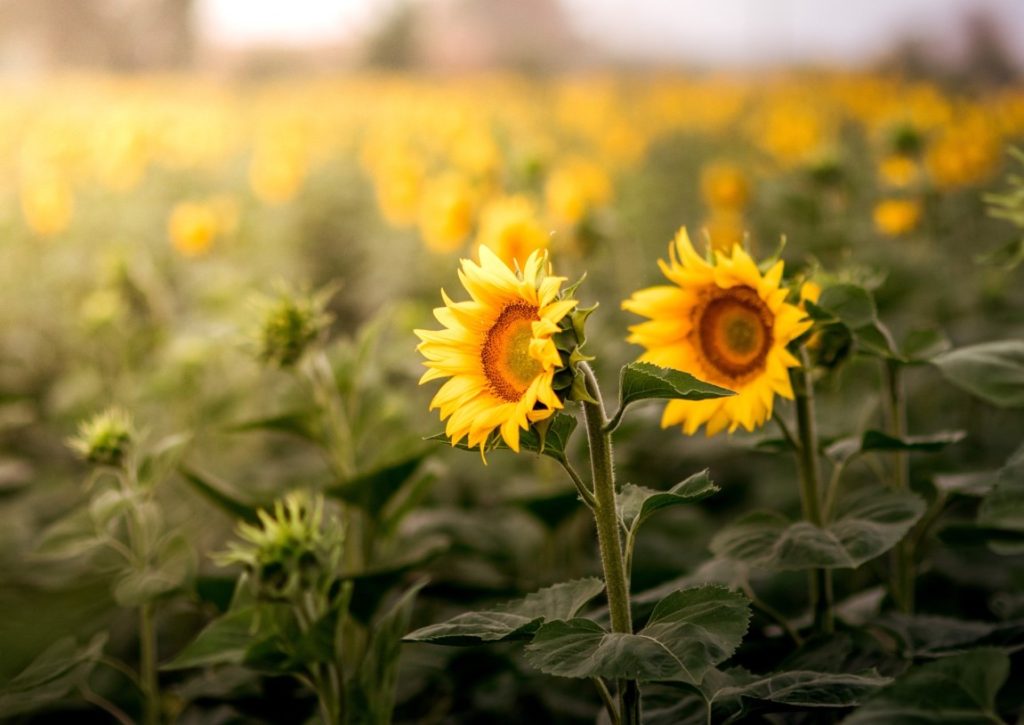 sunflowers