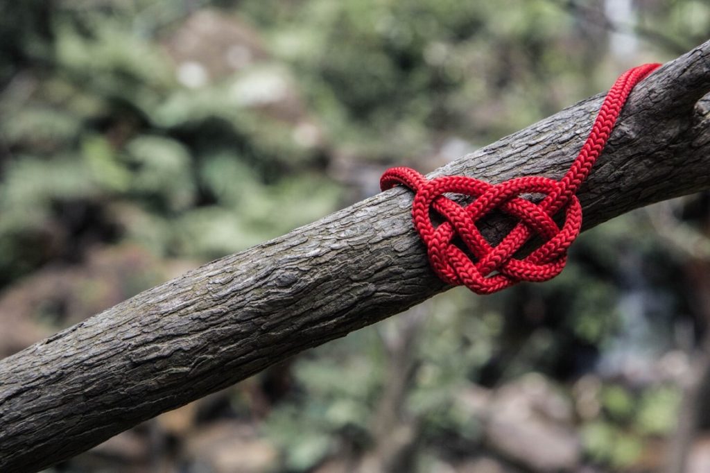 heart shaped knot on a tree branch