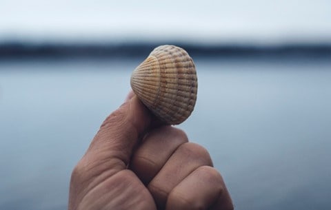 hand holding sea shell