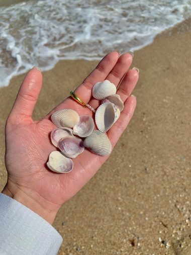 person holding seashells