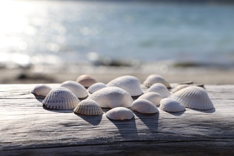 sea shells