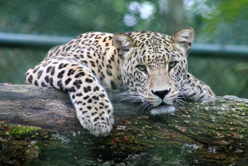 leopard leaning on a tree branch while staring directly into the camera