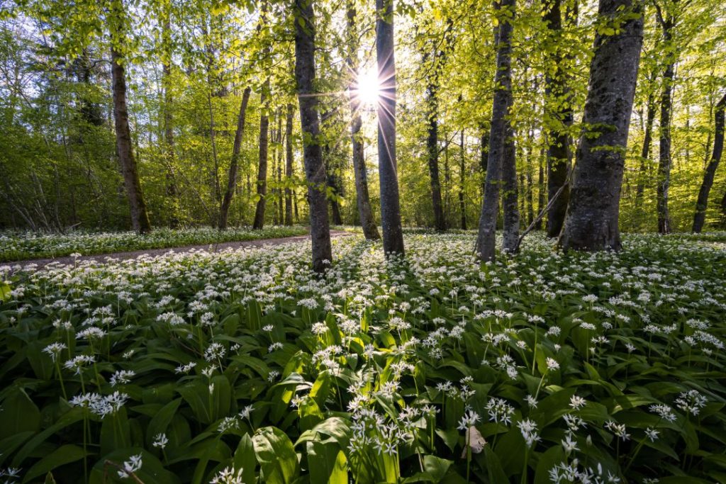 sunshine shining on a field of wild garlic with tall trees