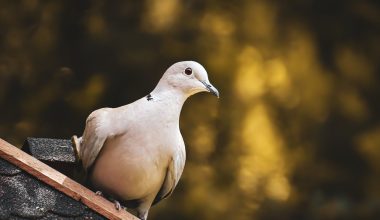 Close-up Photo of a Dove