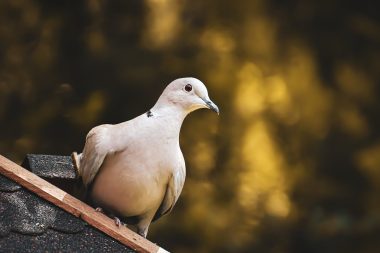 Close-up Photo of a Dove