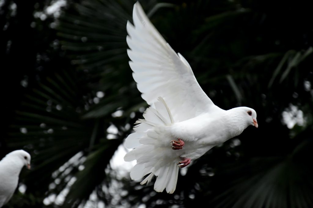 white doves in flight