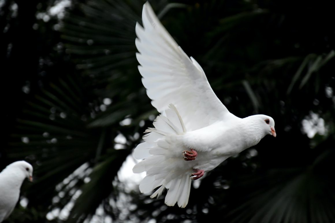 Dove Release Wedding Ceremony Explained